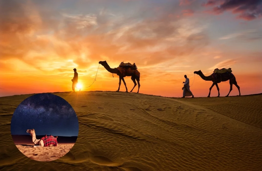 Red Dunes and Camel Safari