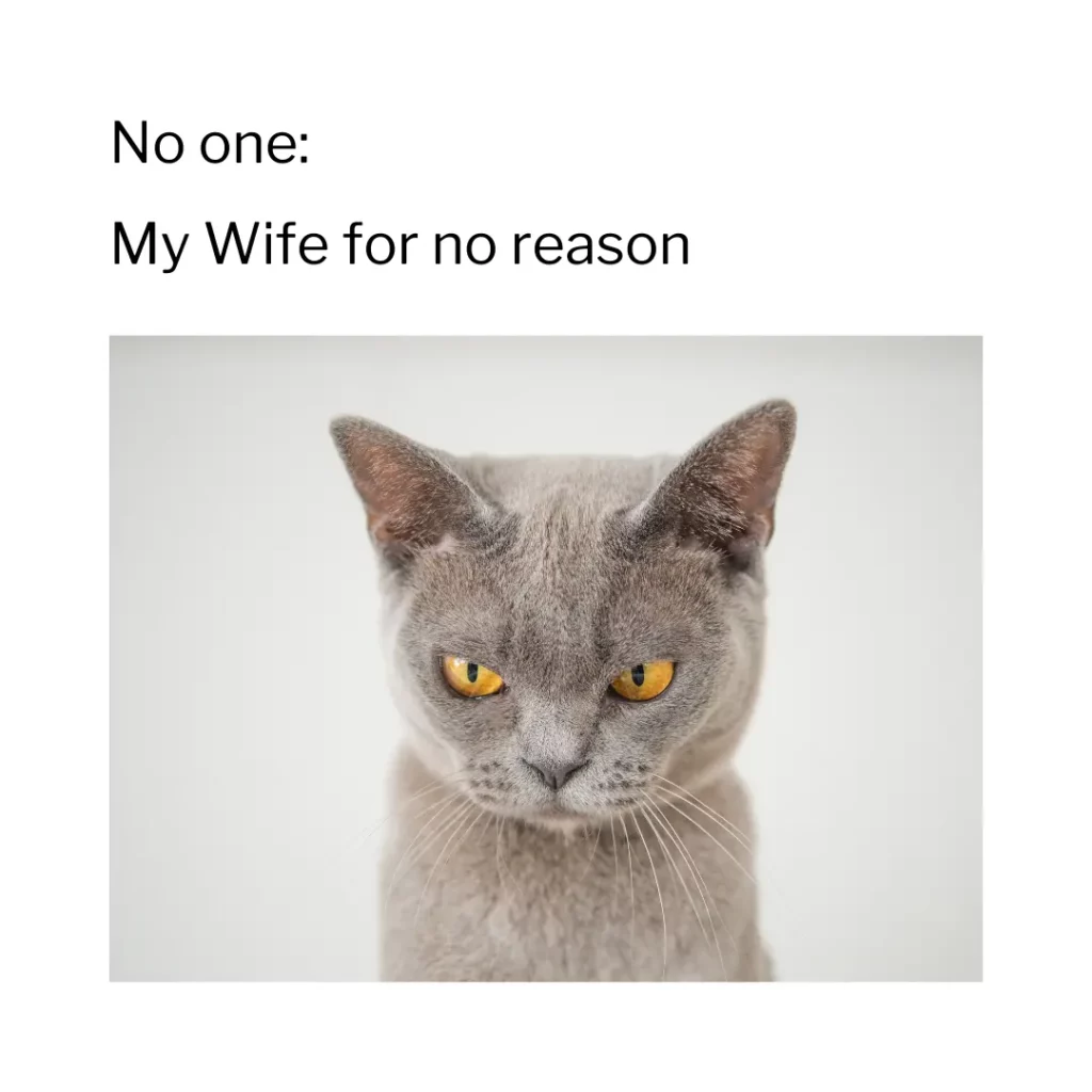 Relationship Cat Memes
